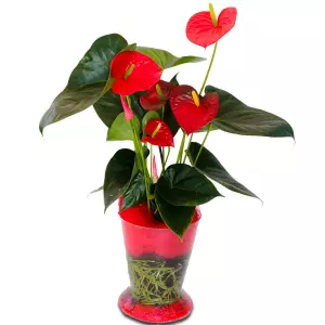 Anthurium