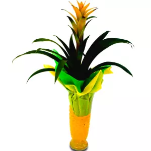 Guzmania