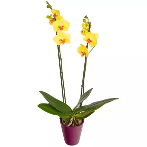 Orchidée jaune