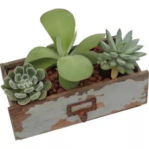 Jardin de Succulentes