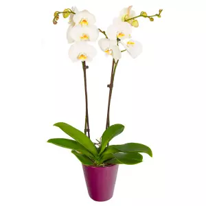 Orchidée blanche