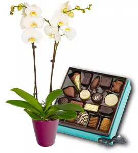 Orchidée et Chocolats