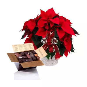 Poinsettia et Chocolats