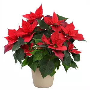 Poinsettia rouge