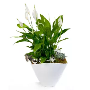 Spathiphyllum