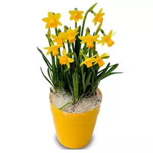 Narcisses en Pot