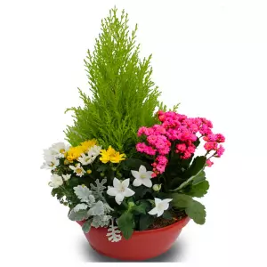 Coupe de plantes tons Pastel