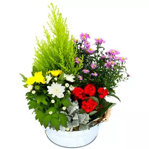 Coupe de Plantes Multicolore