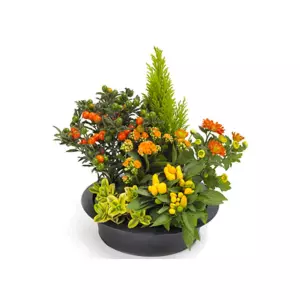 Coupe de plantes orangée