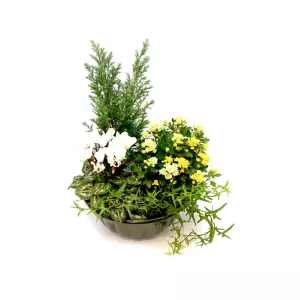 Coupe de Plantes Blanc Jaune