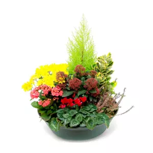 Coupe de Plantes Rouge Rose Jaune