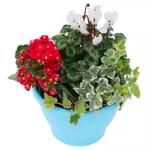 Coupe de plantes Rouge Blanc