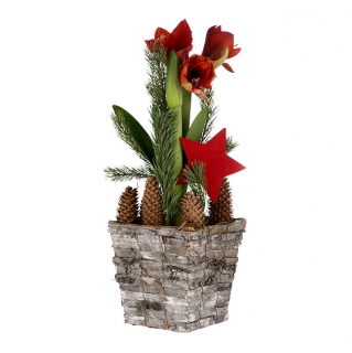 Livraison Fleurs Amaryllis Rouge En Pot