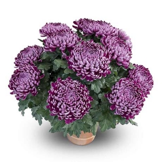 Chrysanthème grosses fleurs violet