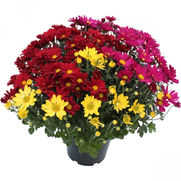 Chrysanthème multicolore