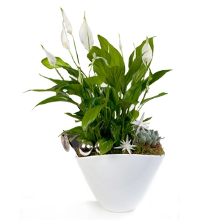 Spathiphyllum