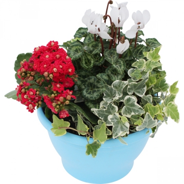 Coupe de plantes Rouge Blanc