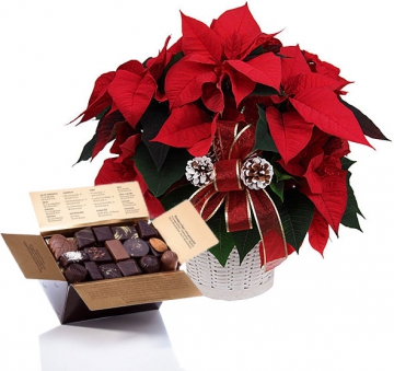 Poinsettia et Chocolats