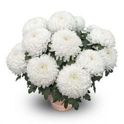 Miniature du produit « Chrysanthème grosses fleurs blanc »