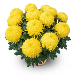 Livraison fleurs de « Chrysanthème grosses fleurs jaune »