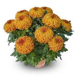 Miniature du produit « Chrysanthème grosses fleurs cuivré »