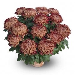 Miniature du produit « Chrysanthème grosses fleurs bordeaux »