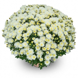 Livraison fleurs de « Chrysanthème Multifleurs blanc »