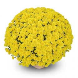 Livraison fleurs de « Chrysanthème multifleurs jaune »