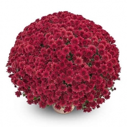 Miniature du produit « Chrysanthème multifleurs rouge »