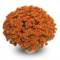 Livraison fleurs de « Chrysanthème Multifleurs orangé »