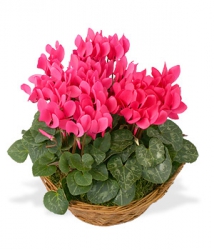 Livraison fleurs de « Coupe de Cyclamens »